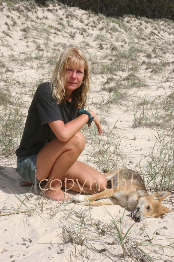 The sad death of a dingo pup
